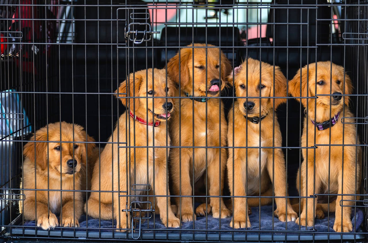 services-bg Five golden retriever puppies sit in a car trunk, safely secured in a cage, showcasing their playful and curious nature.