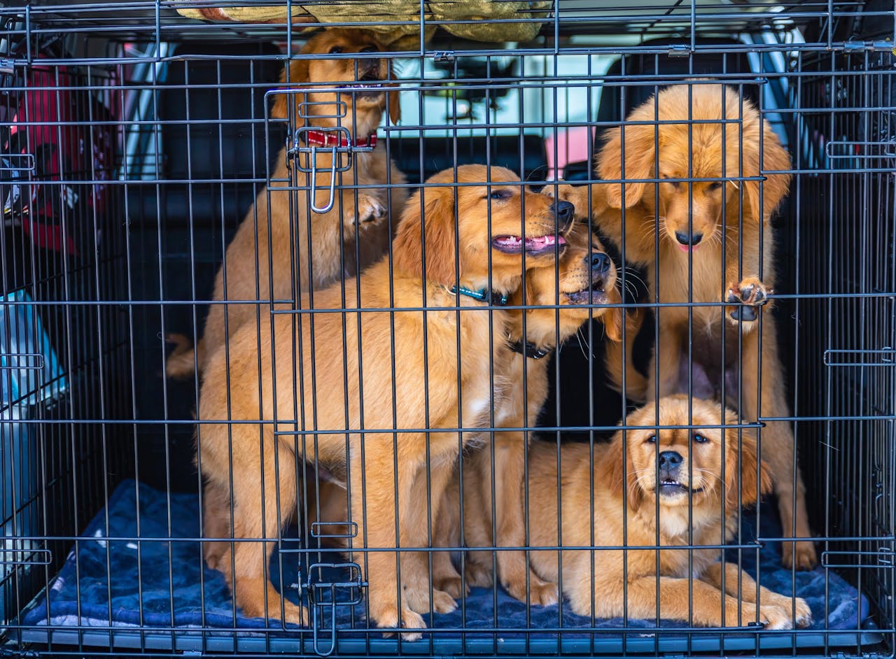 services-04 Group of golden retriever puppies inside a metal travel cage in a car's trunk.