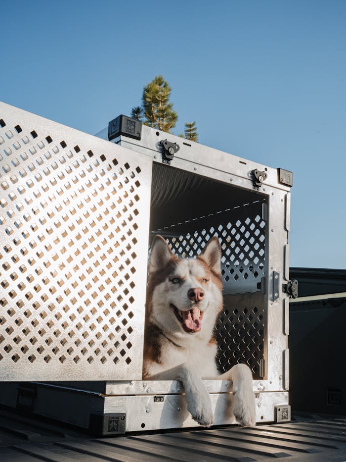 services-03 Happy Siberian Husky in a secure metal dog crate on a sunny day.