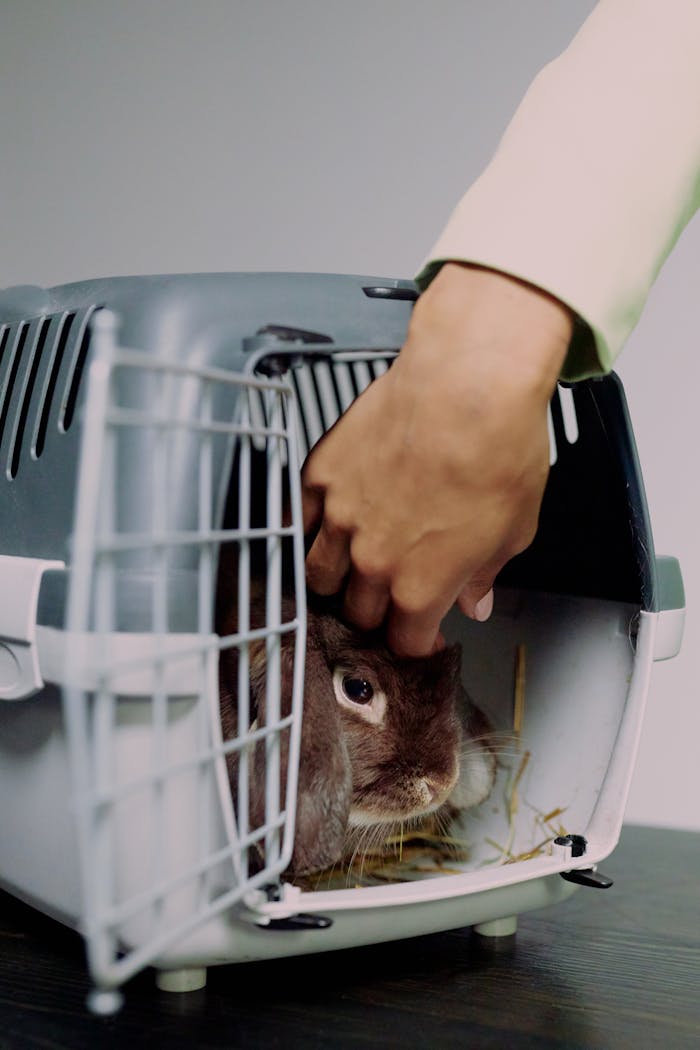 services-01 A brown rabbit being gently petted in a pet carrier, studio setting.